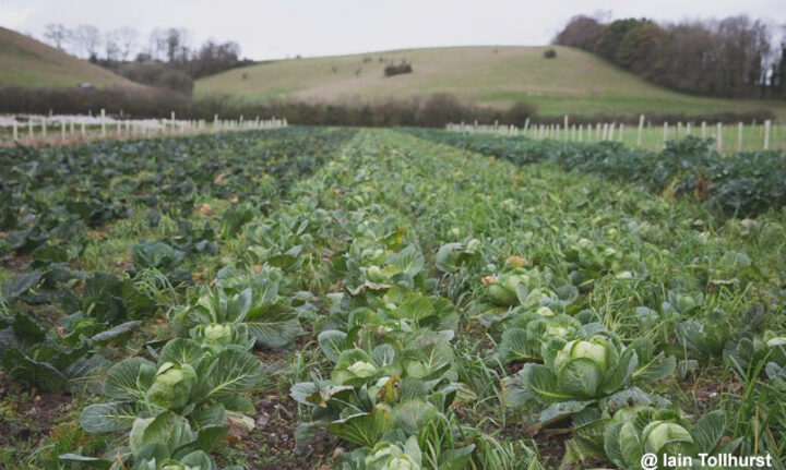 Regenerative Veganic Agriculture is the Future of Farming  – JANE UNCHAINED NEWS NETWORK July 2021