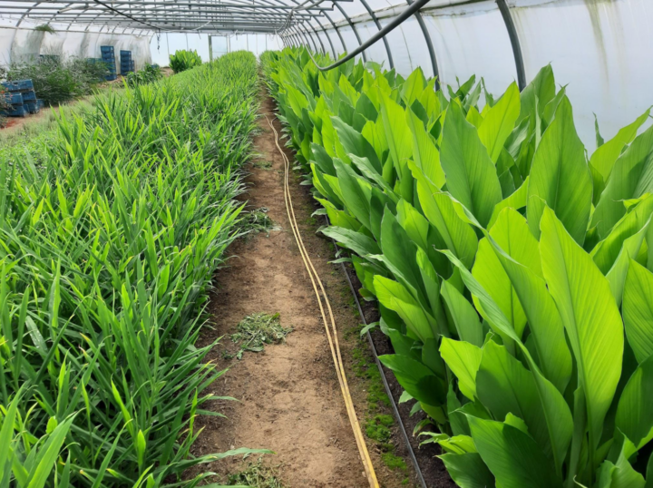 Biocyclic Vegan Agriculture Arrives in Belgium – VEGCONOMIST December 2021