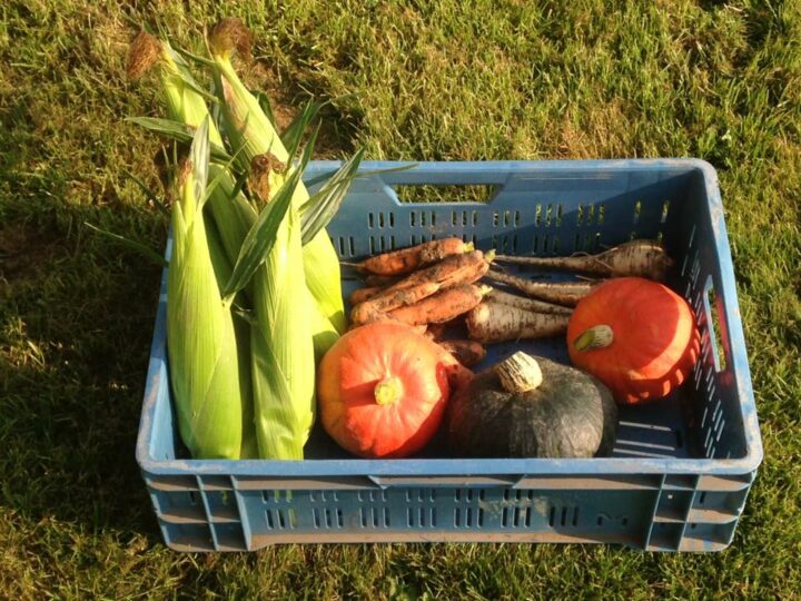 Vegan still barely known in fresh fruit and vegetables, but has huge potential – Fresh Plaza December 2021